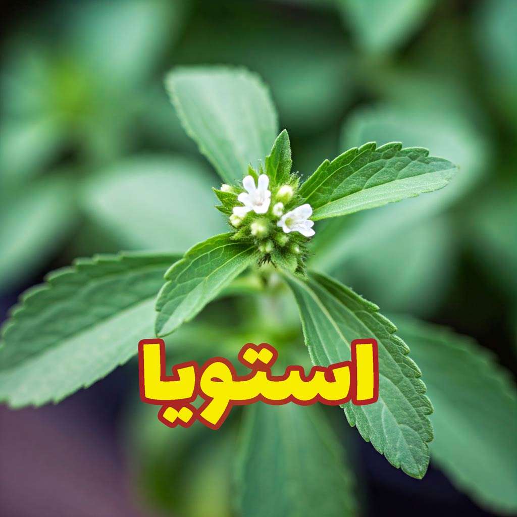 استویا