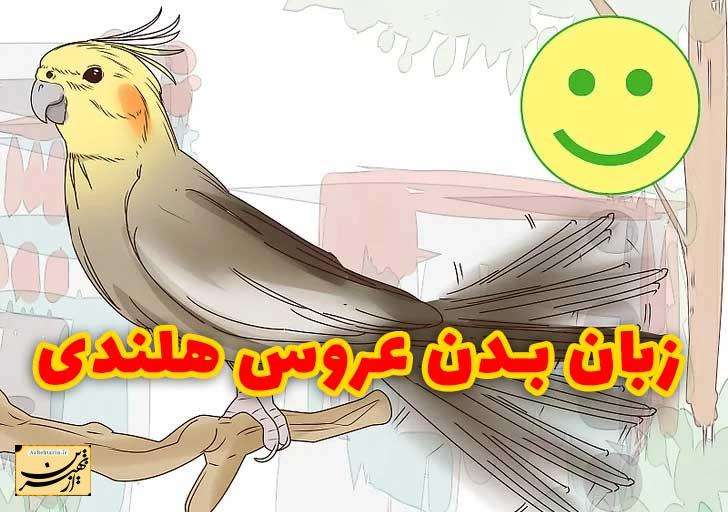 زبان بدن عروس هلندی رفتار عروس هلندی